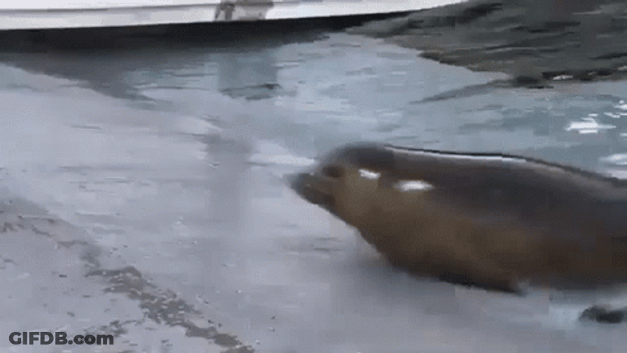 Bouncing Seals Sliding On The Side GIF