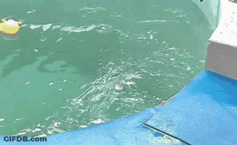 Bouncing Seals Slip Down GIF
