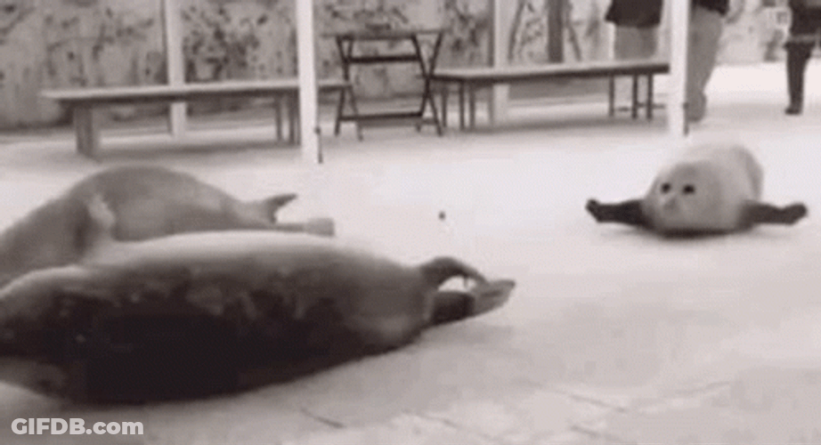 Bouncing Seals Tour Destination GIF