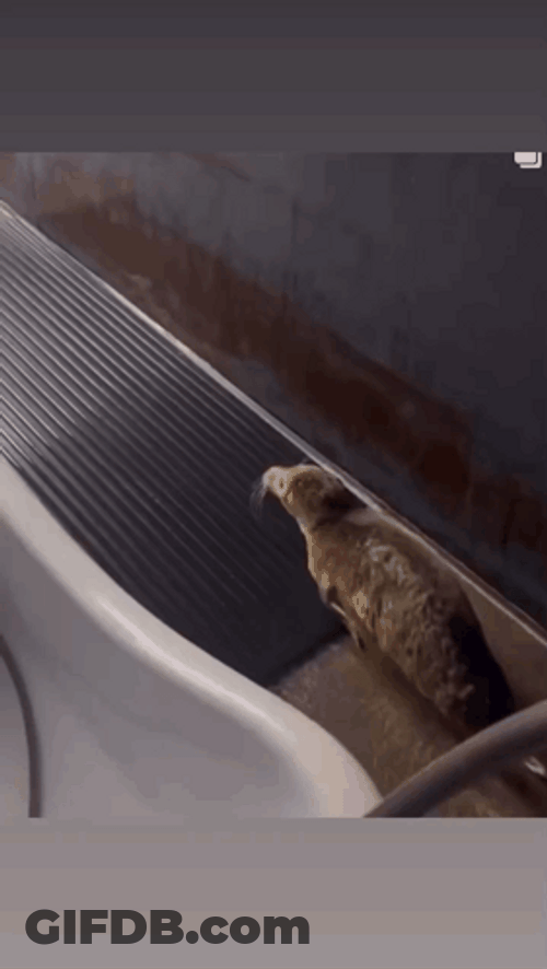 Bouncing Seals Trying To Leave GIF