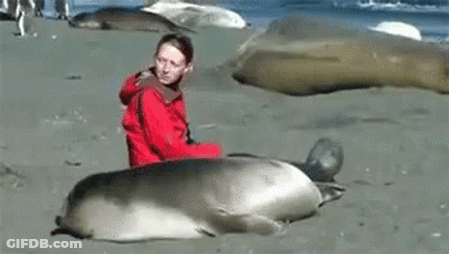 Bouncing Seals With Human Friend GIF