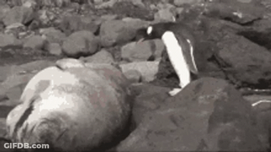 Bouncing Seals With Penguin GIF