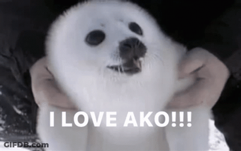 Bouncing SealsLove Human Cuddle GIF