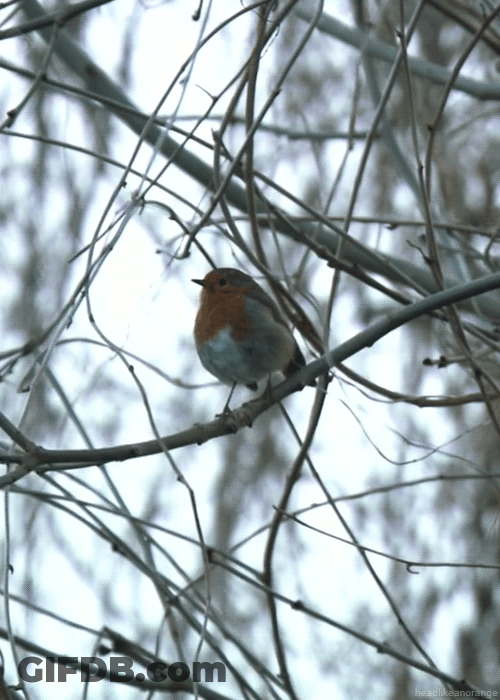 Bouncy Bird On A Twig GIF