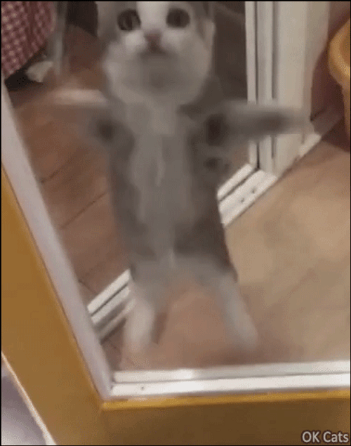 Bouncy Cute Cat GIF
