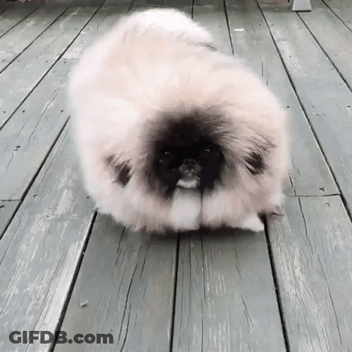 Bouncy Furry Dog GIF
