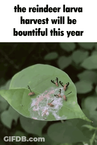 Bountiful Reindeer Larva Harvest GIF