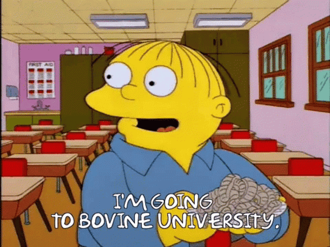 Bovine University The Simpsons GIF