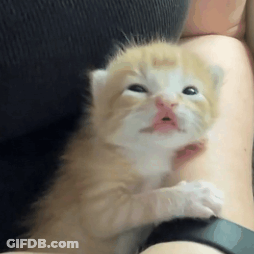 Bowl Of Nuts On Wooden Table GIF