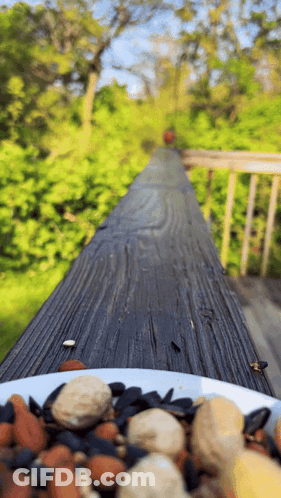 Bowl Of Nuts On Wooden Table GIF