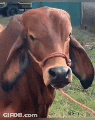 Bowl Of Soup With Meat And Green Onions GIF
