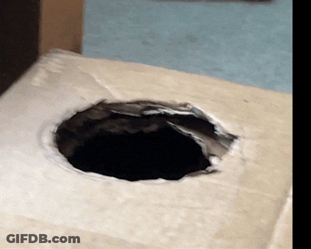 Box Hole Moving Cat GIF