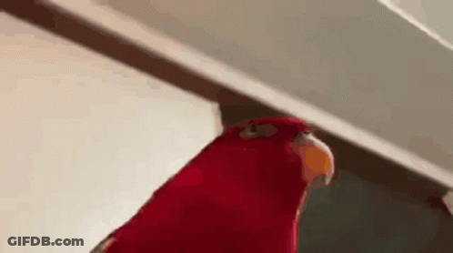 Box Of Toaster Pastries Viralhog GIF