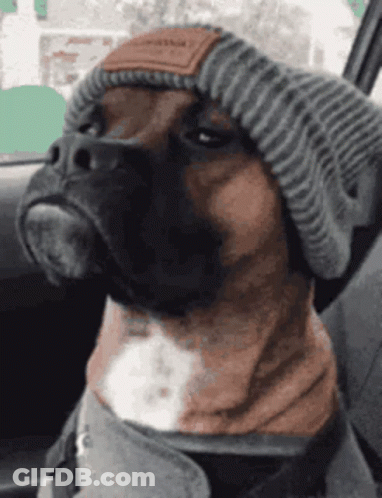 Boxer Dog In Beanie Sitting In Car GIF