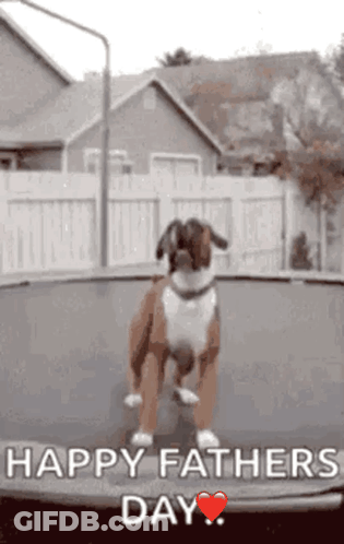 Boxer Dog Jumping On Trampoline Happy Fathers Day GIF