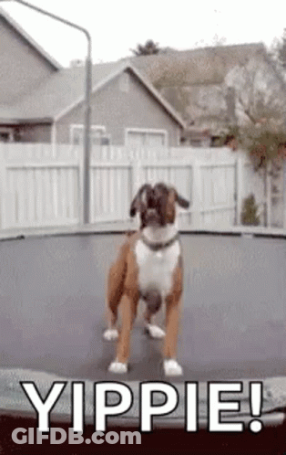 Boxer Dog Jumping On Trampoline Yippie GIF