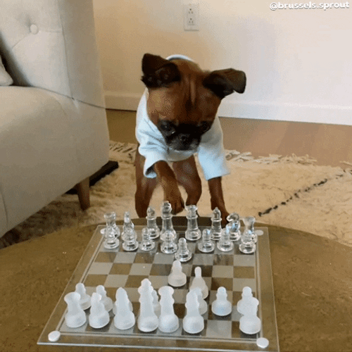 Boxer Dog Knocking Down Chess Pieces GIF