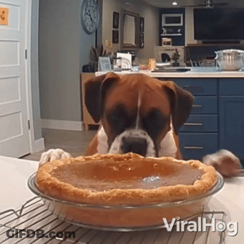Boxer Dog Looking At Pumpkin Pie On Cooling Rack GIF