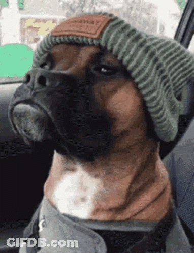 Boxer Dog Wearing Knitted Hat Saying Norway GIF
