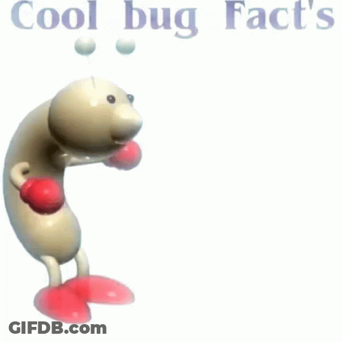 Boxing Bug Saying Cool Bug Facts One Day You Will Have To Answer For Your Actions GIF