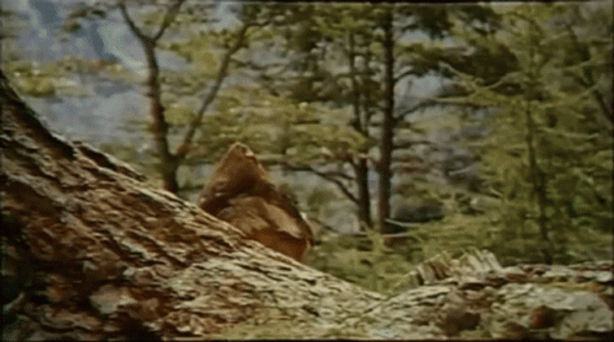 Boy Adele Hello From The Other Side GIF