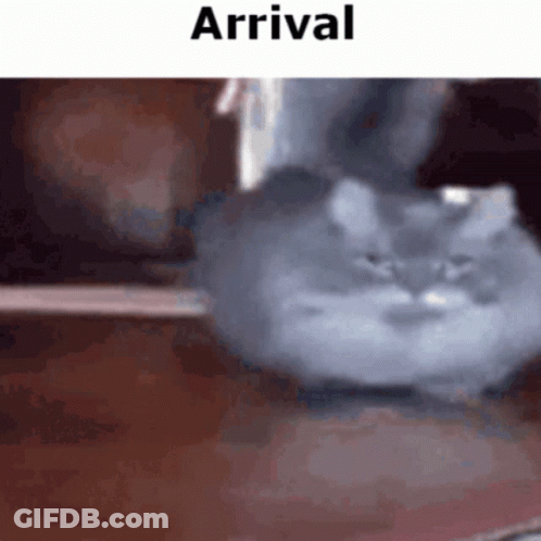 Boy And Cat With Happy B-Day Behind Them GIF