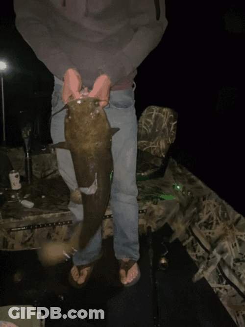 Boy Catches Catfish GIF