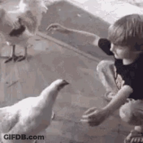 Boy Feeding Chicken With Stick GIF