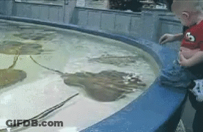 Boy In Red Shirt Looking At Stingray GIF