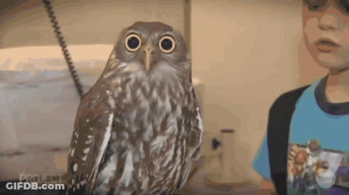 Boy Standing Next To Owl Saying Project GIF