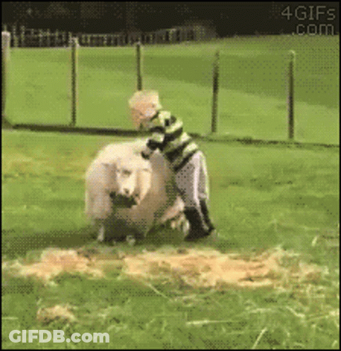 Boy Standing Next To Sheep In Field 4Gifs.com GIF