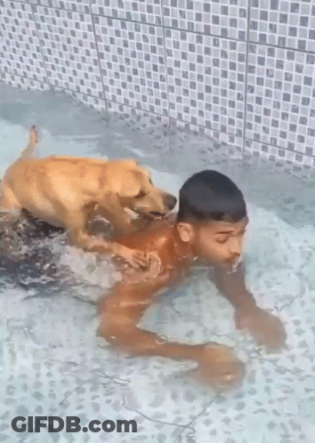 Boy Swimming With Dog In Pool GIF
