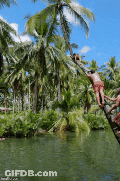 Boy Swinging On Coconut Tree GIF