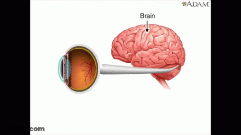 Brain And Optic Nerve Diagram GIF