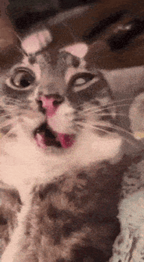 Braindead Cat GIF