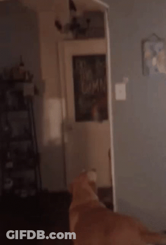 Brandon Land Chunky GIF