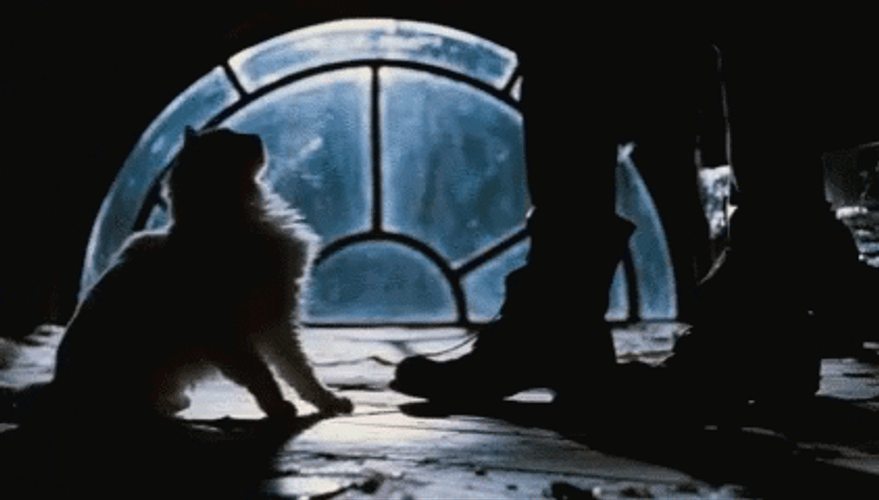 Brandon Lee Cat GIF