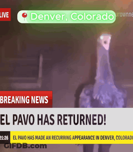 Breaking News Headline Denver Colorado GIF