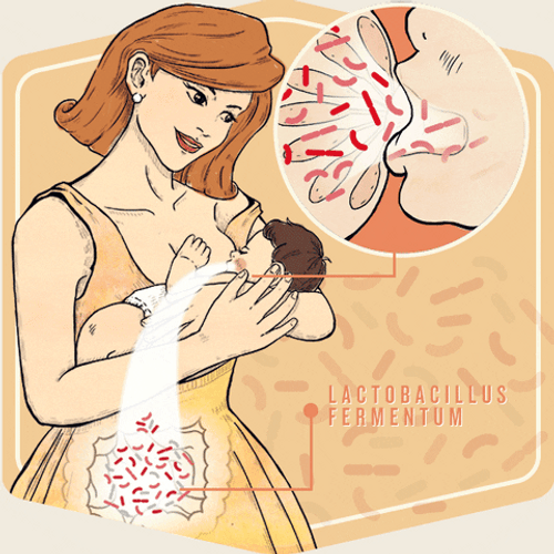 Breastfeeding Mother Lactobacillus Fermentum GIF