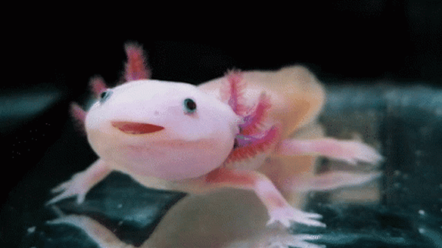 Breathing Axolotl Meme GIF