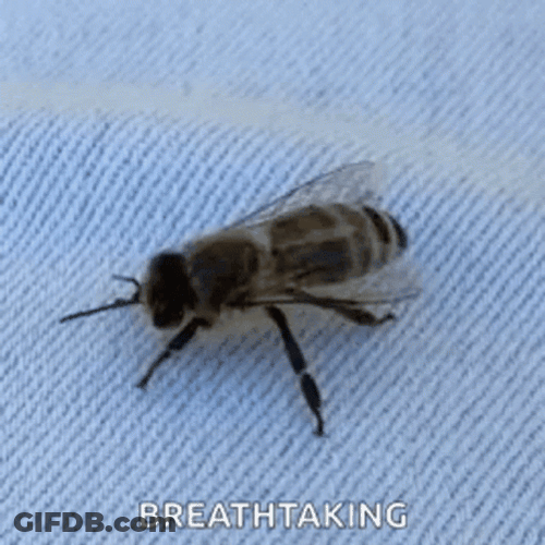 Breathtaking Bee Meme GIF