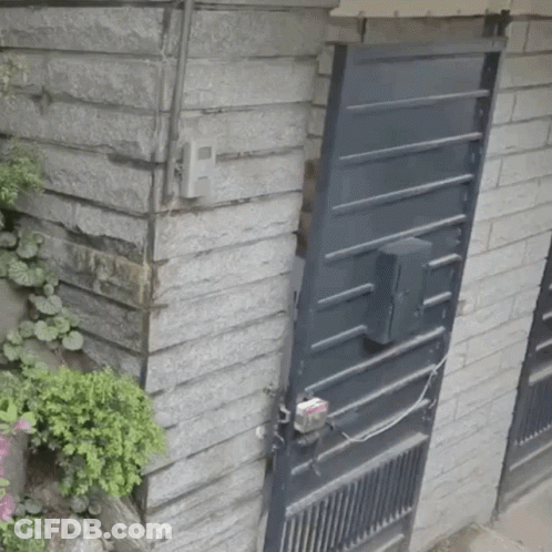 Brick Wall With Black Door And Plant GIF