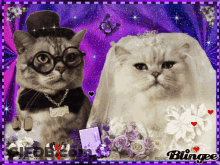 Bride And Groom Cats In Glasses And Bow Tie GIF