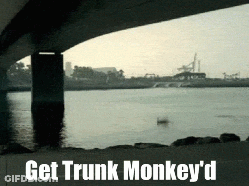 Bridge Over Water With Get Trunk Monkey'd GIF