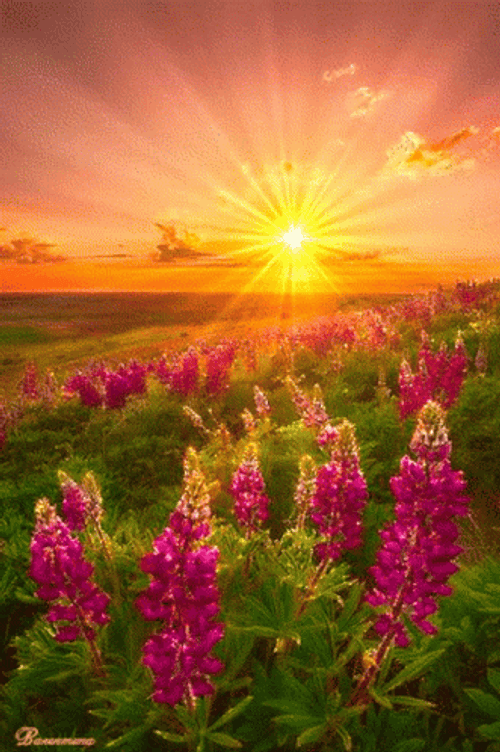 Bright Gold Sunrise GIF