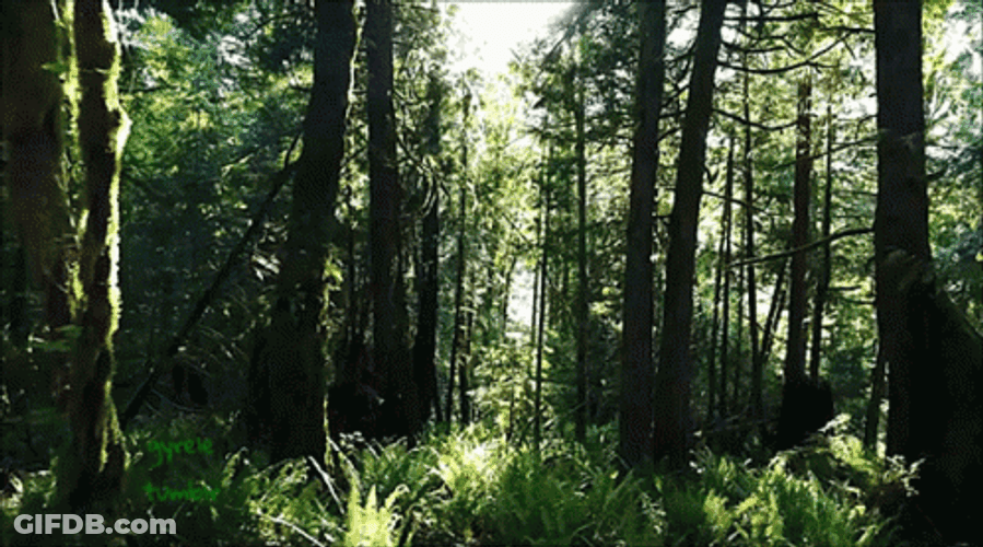 Bright Green Forest GIF