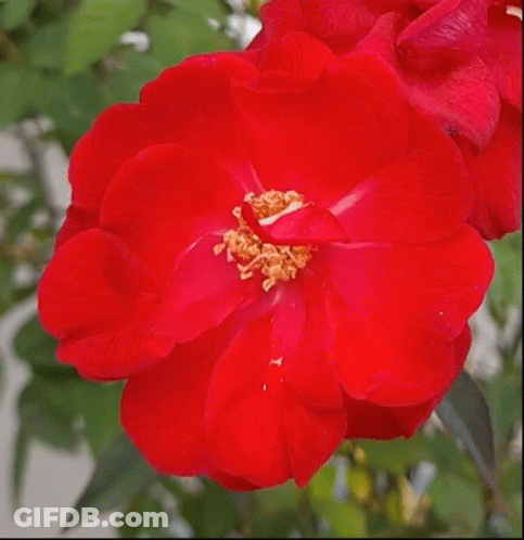 Bright Red Flower With Yellow Center GIF