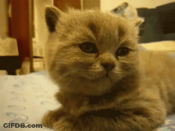 British Cat So No Head GIF