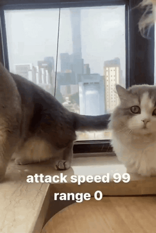 British Shorthair Cat Attack Speed GIF