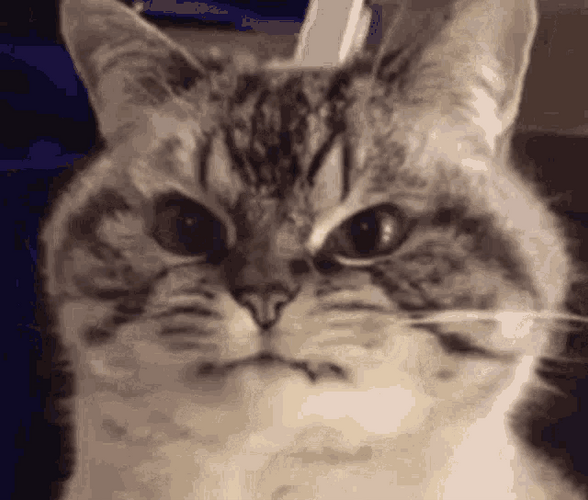 British Shorthair Grumpy Cat GIF